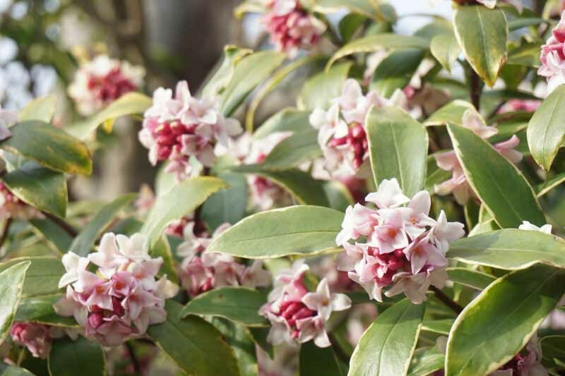 Japan daphne, Daphne odora, Winter flowers