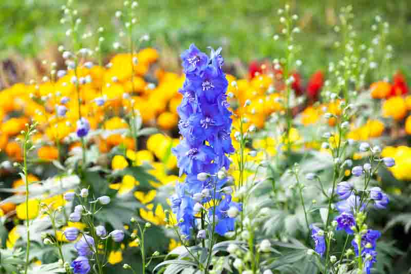 Blue delphinium flowers - selective focus
