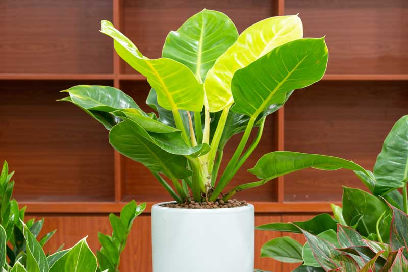 Philodendron Moonlight, Moonlight Philodendron, House Plant, Houseplant, Yellow Philodendron
