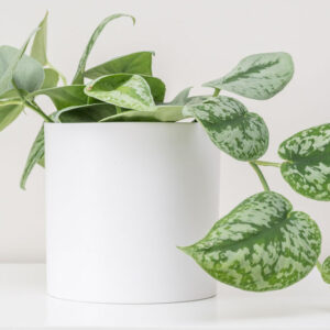 Satin Pothos, Silver Pothos, Scindapsus pictus, Houseplant