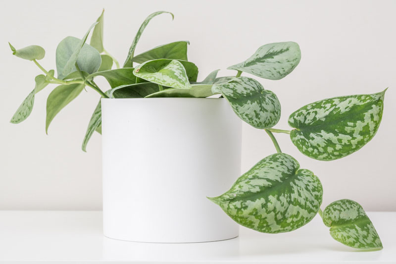 Satin Pothos, Silver Pothos, Scindapsus pictus, Houseplant