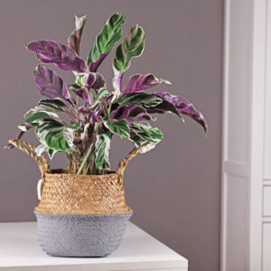 Calathea White Fusion, White Fusion Calathea, Goeppertia White Fusion, Houseplant, House Plant