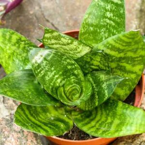 Snake Plant, Snake Plant Care, Bird Nest Snake plant, Sansevieria trifasciata 'Hahnii', Dracaena trifasciata 'Hahnii'