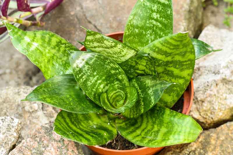 Snake Plant, Snake Plant Care, Bird Nest Snake plant, Sansevieria trifasciata 'Hahnii', Dracaena trifasciata 'Hahnii'