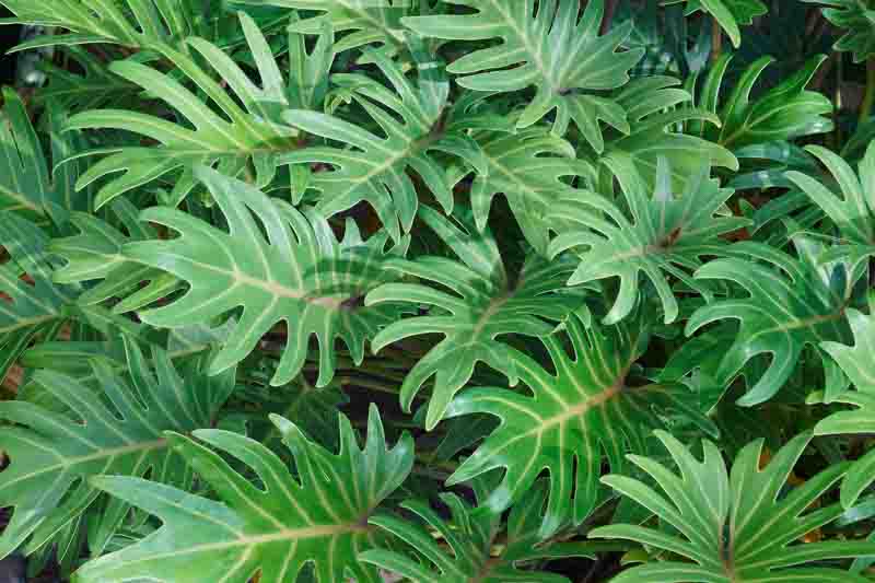 Philodendron Xanadu, Philodendron Xanadu, Houseplant, Houseplants