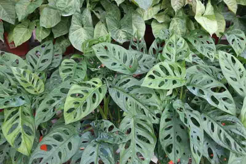 Monstera andersonii, Swiss Cheese plant, Houseplant, Indoor Plant, Monstera Leaf