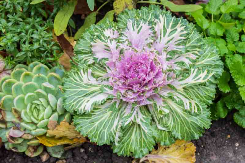 Ornamental Kale, Ornamental Cabbage, Flowering Kale, Flowering Cabbage