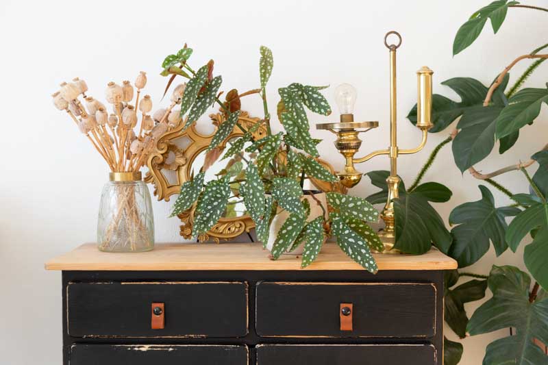 philodendron squamiferum, houseplant, houseplants