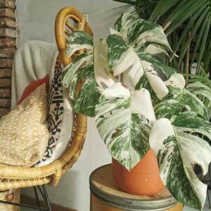 Monstera deliciosa Albo borsigiana, Variegated Monstera, Variegated Swiss Cheese Plant, Houseplant, Indoor Plant, Monstera Fruit, Monstera Leaf