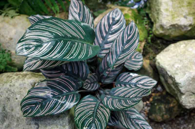 Calathea ornata, Pin-stripe Calathea, Pinstripe Calathea, Calathea Pinstripe, Houseplant