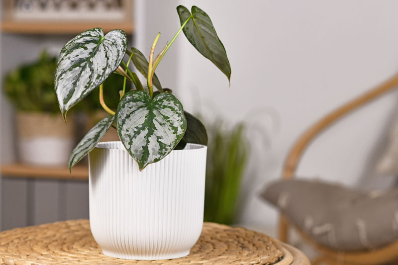 Philodendron Brandtianum. Houseplant, Houseplants