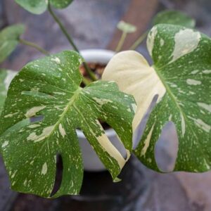 Monstera deliciosa Thai Constellation, Variegated Swiss Cheese Plant, Houseplant, Indoor Plant, Monstera Fruit, Monstera Leaf