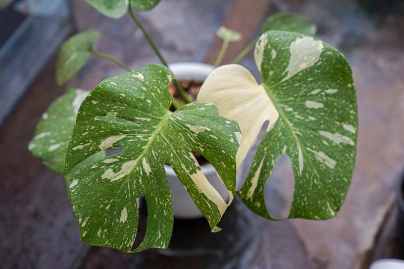 Monstera deliciosa Thai Constellation, Variegated Swiss Cheese Plant, Houseplant, Indoor Plant, Monstera Fruit, Monstera Leaf