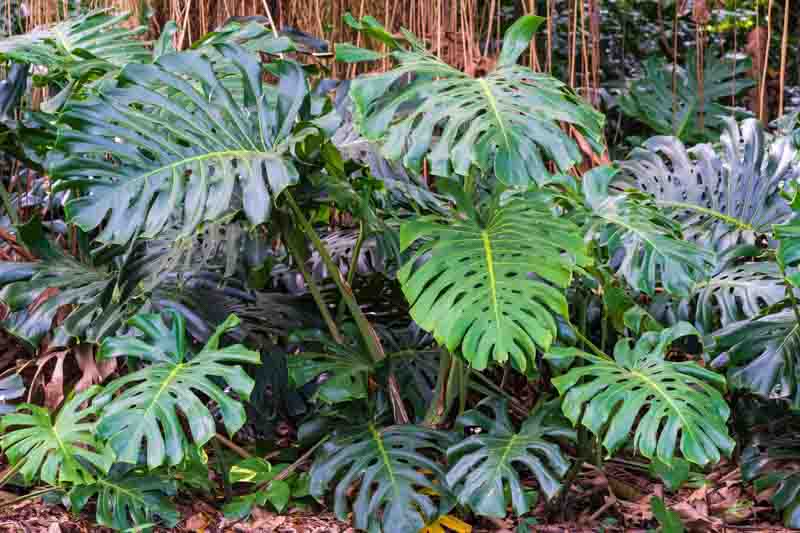 Monstera deliciosa, Swiss Cheese Plant, Houseplant, Indoor Plant, Monstera Fruit, Monstera Leaf