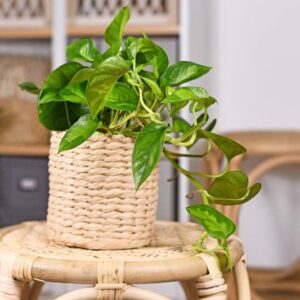 Global Green Pothos, Epipremnum Aureum Global Green, Golden Pothos, Golden Houseplant