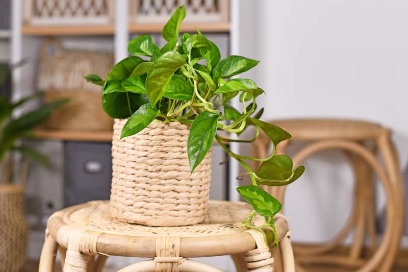 Global Green Pothos, Epipremnum Aureum Global Green, Golden Pothos, Golden Houseplant