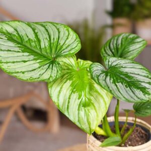 Philodendron Mamei, Blotched Philodendron, Houseplant, Houseplants, Variegated Houseplant