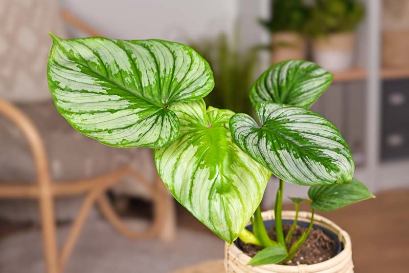 Philodendron Mamei, Blotched Philodendron, Houseplant, Houseplants, Variegated Houseplant