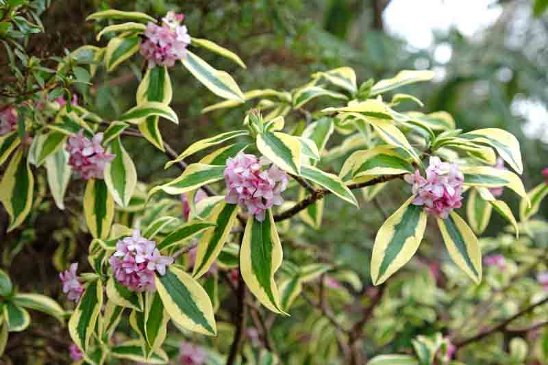 Variegated Winter Daphne, Japan daphne, Daphne odora, Winter flowers