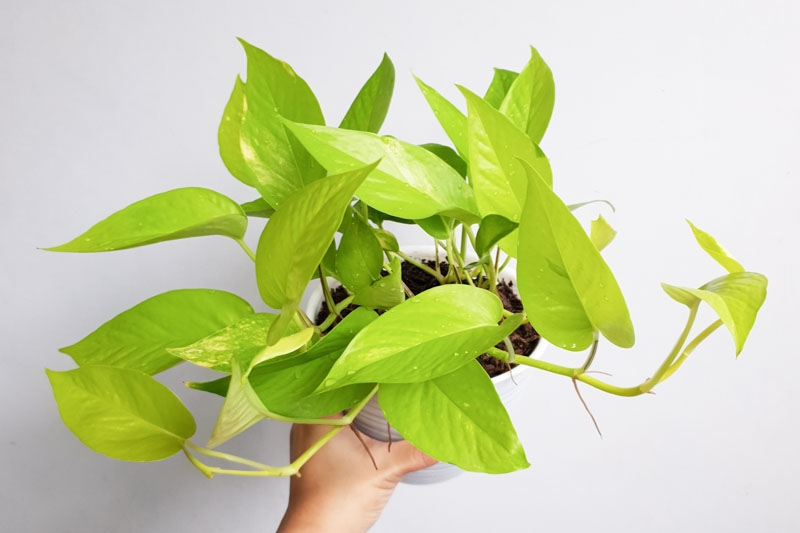 Neon Pothos, Epipremnum Aureum Neon, Golden Pothos, Golden Houseplant