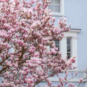 Magnolia tree, Magnolia, Daffodil, Daffodils, Spring Garden