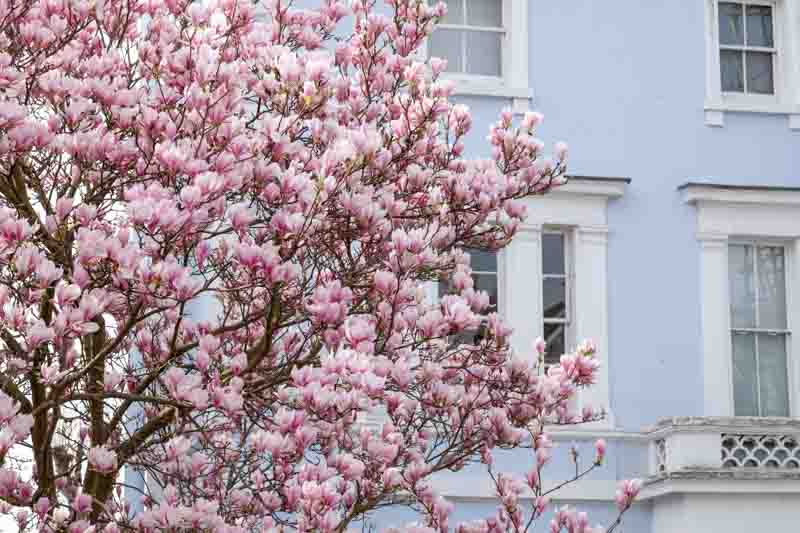 Magnolia tree, Magnolia, Daffodil, Daffodils, Spring Garden