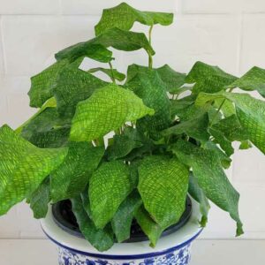 Calathea musaica, Mosaic calathea, houseplant, house plant