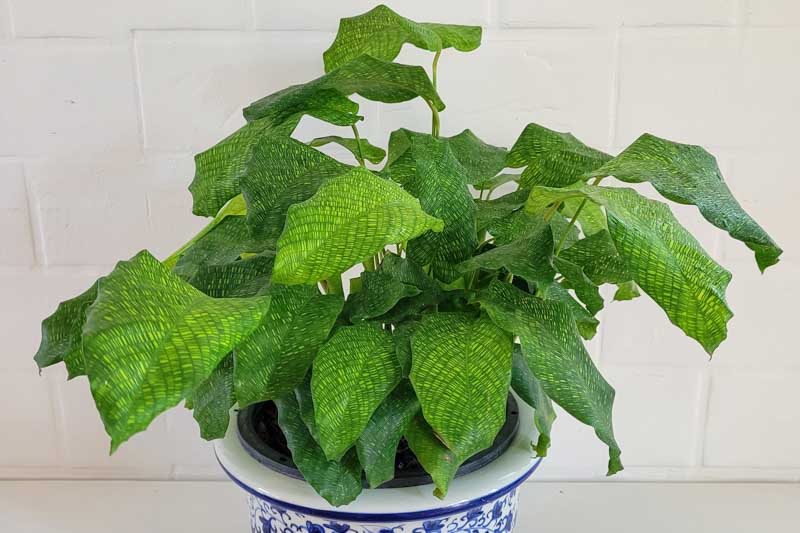 Calathea musaica, Mosaic calathea, houseplant, house plant