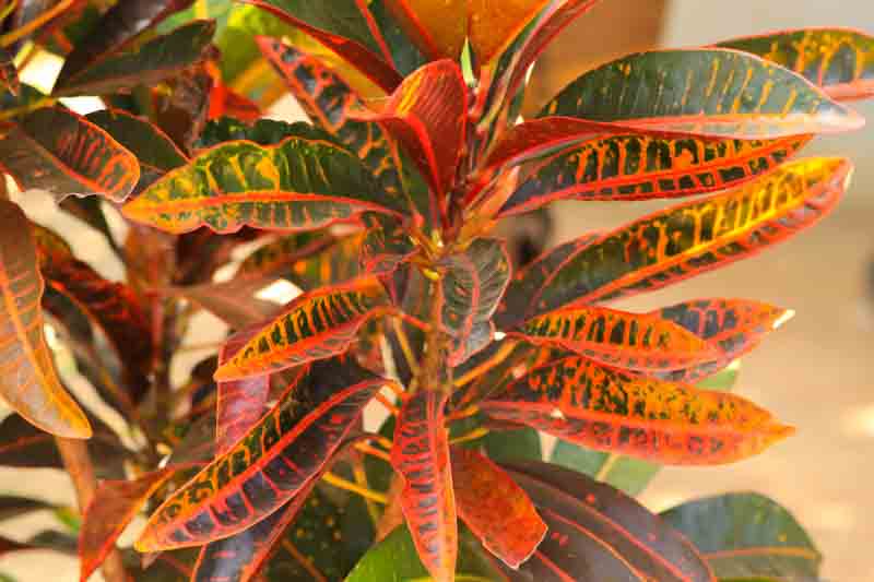 Croton, fire croton, garden croton, or variegated croton, Codiaeum variegatum