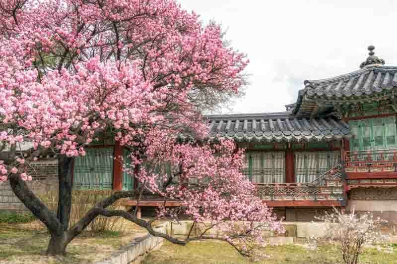 Plum blossom, Prunus mume, Japanese Apricot, Chinese Plum, Japanese Plum,