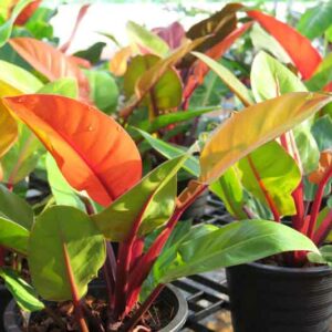 Philodendron Prince of Orange, Prince of Orange Philodendron, Houseplant, Houseplants, Orange Philodendron