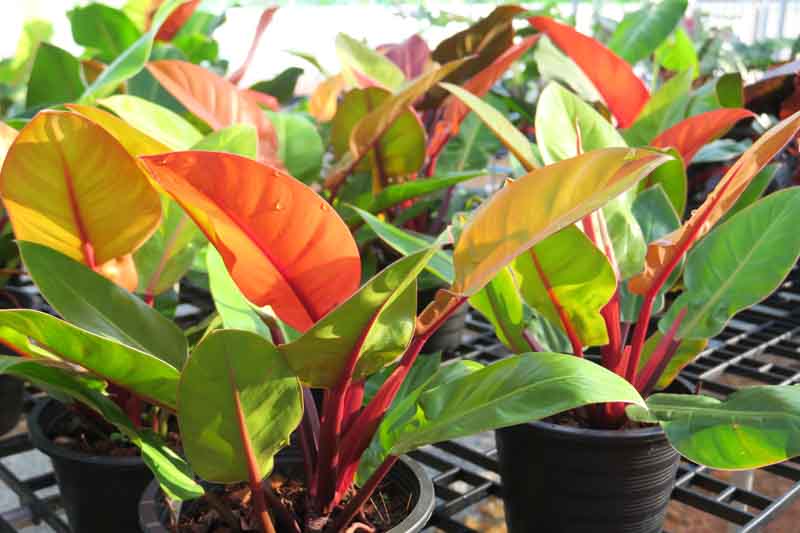 Philodendron Prince of Orange, Prince of Orange Philodendron, Houseplant, Houseplants, Orange Philodendron