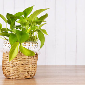 Lemon Lime Pothos, Epipremnum Aureum Lemon Lime, Golden Pothos, Golden Houseplant