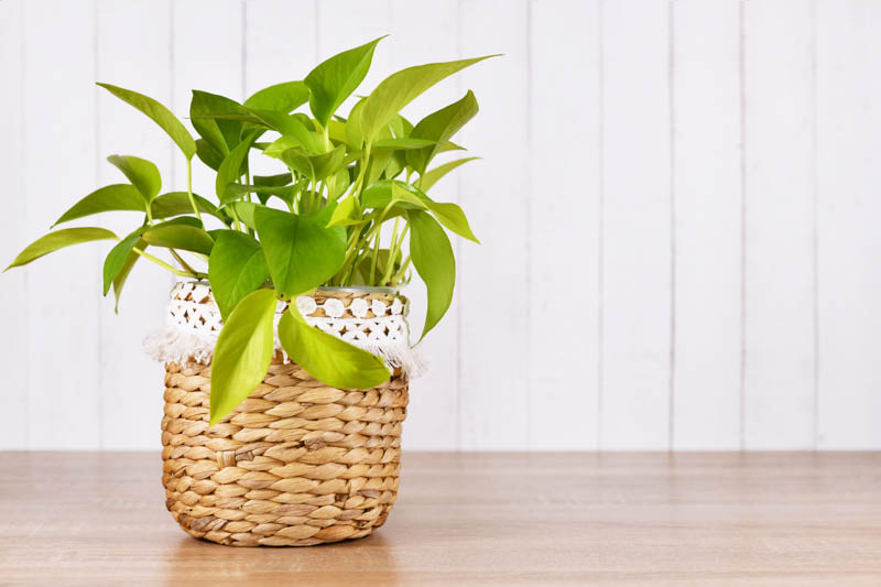 Lemon Lime Pothos, Epipremnum Aureum Lemon Lime, Golden Pothos, Golden Houseplant