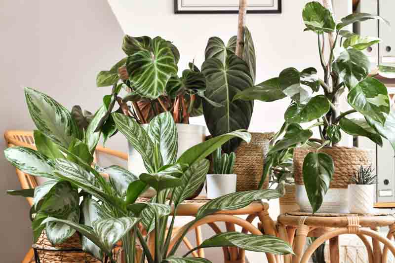 Houseplants, Philodendron, Monstera, Pothos, ZZ Plant