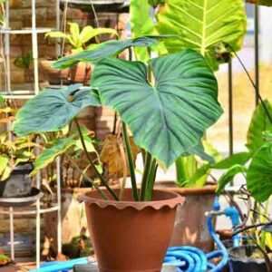 philodendron plowmanii, Houseplant, Houseplants