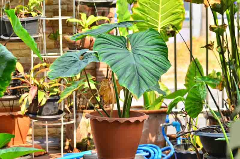 philodendron plowmanii, Houseplant, Houseplants