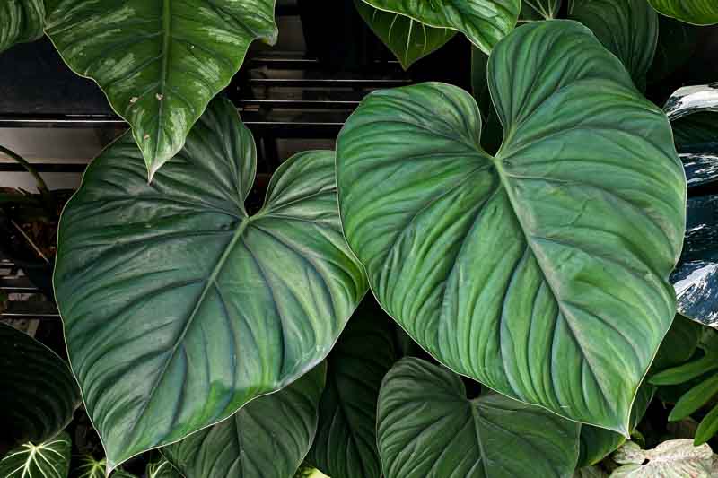 philodendron plowmanii, Houseplant, Houseplants