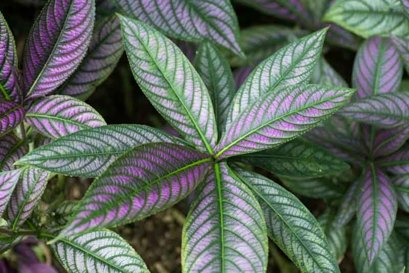 Persian Shield, Foliage Plant, Strobilanthes dyerianus, Tropical Plant, Purple Leaves