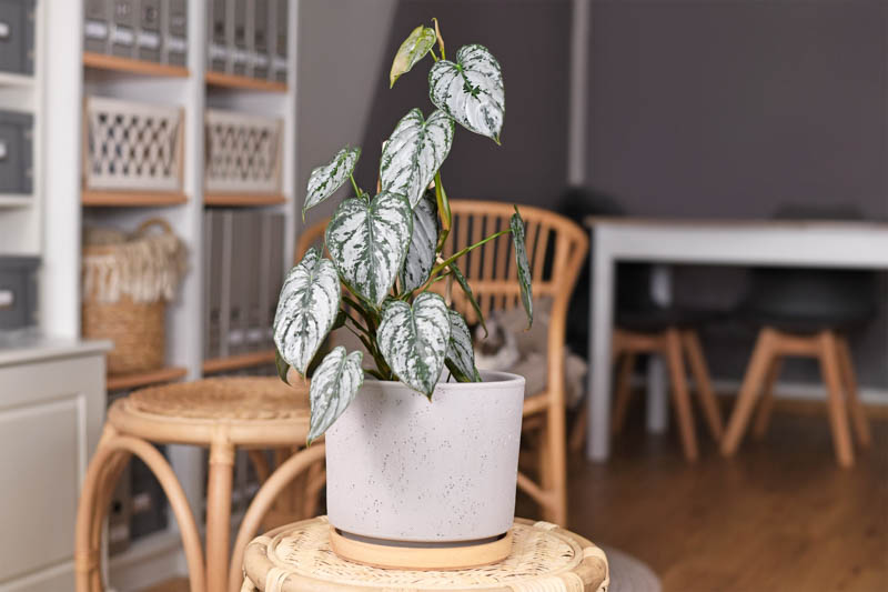 Philodendron Brandtianum. Houseplant, Houseplants