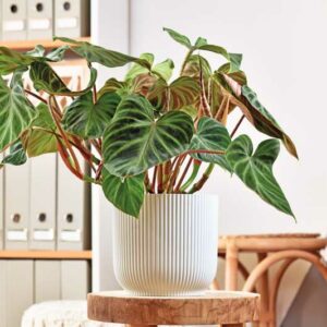 Philodendron verrucosum, Philodendron, Houseplant, House Plant, Evergreen Plant, Tropical Plant