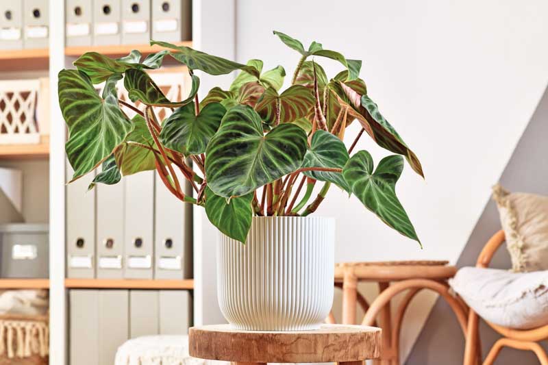 Philodendron verrucosum, Philodendron, Houseplant, House Plant, Evergreen Plant, Tropical Plant