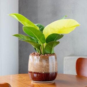 Philodendron Moonlight, Moonlight Philodendron, House Plant, Houseplant, Yellow Philodendron