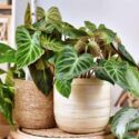 Philodendron verrucosum, Philodendron, Houseplant, House Plant, Evergreen Plant, Tropical Plant