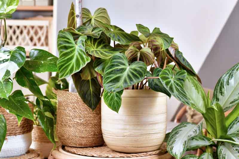 Philodendron verrucosum, Philodendron, Houseplant, House Plant, Evergreen Plant, Tropical Plant