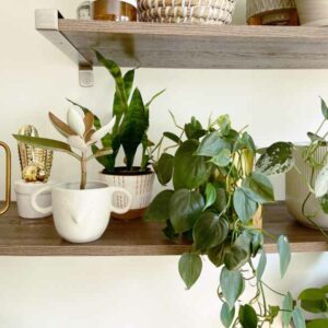 pothos, philodendron, houseplant, houseplants, tropical plants