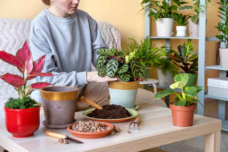 Calathea care, Houseplant care