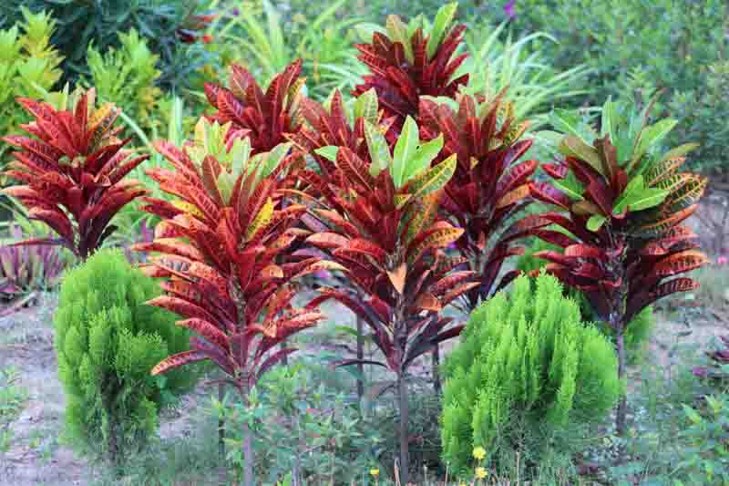 Croton, fire croton, garden croton, variegated croton, Codiaeum variegatum