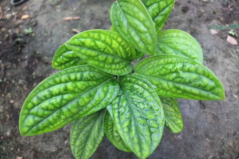 Monstera Peru, Monstera karstenianum, Houseplant, Indoor Plant, Monstera Leaf