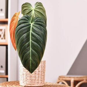 Philodendron Melanochrysum, Black Gold Philodendron, Houseplant, Houseplants